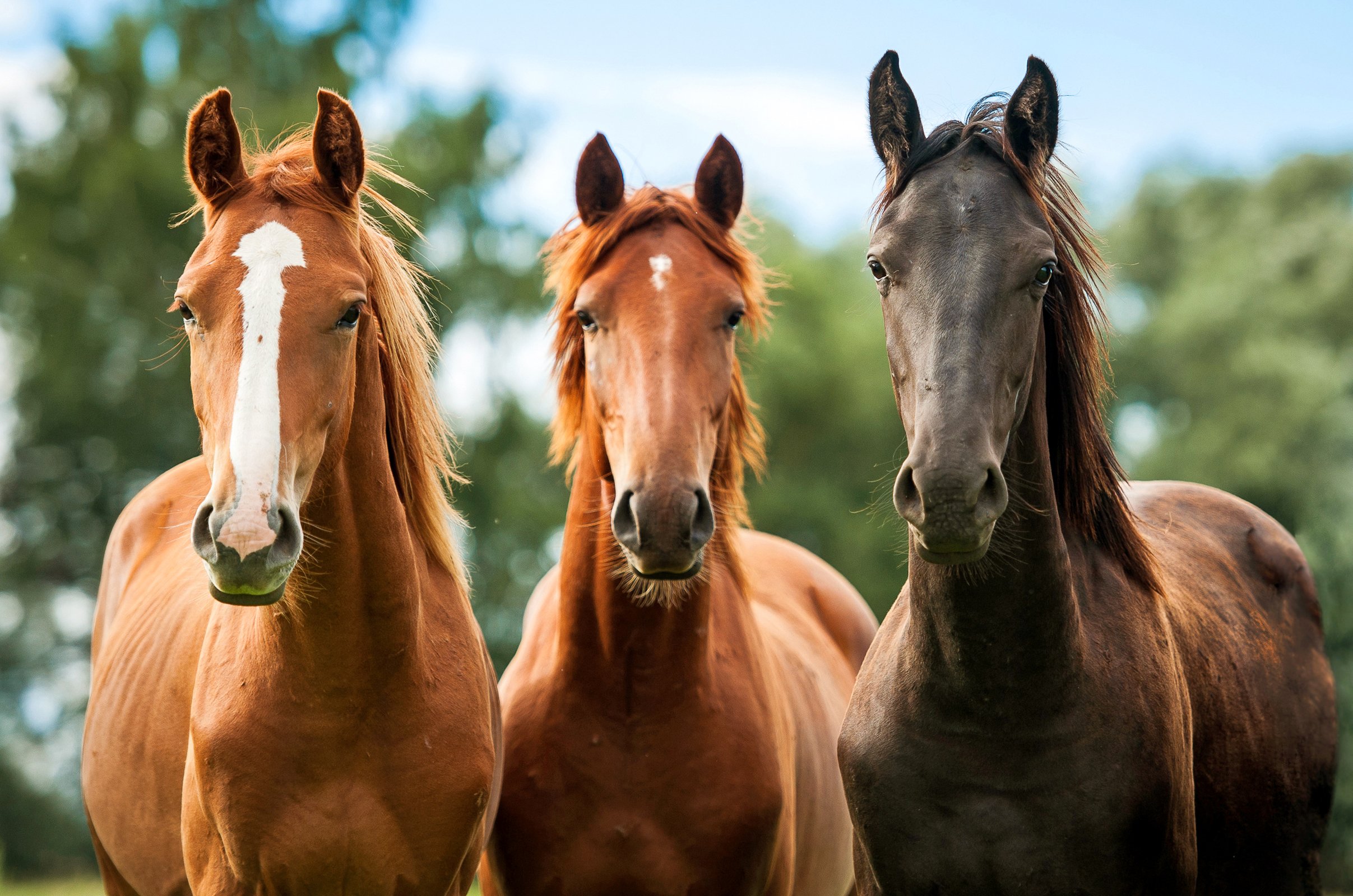 horses, Three, 3, Animals, Wallpapers Wallpaper