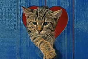cats, Kittens, Heart, Animals, Wallpapers