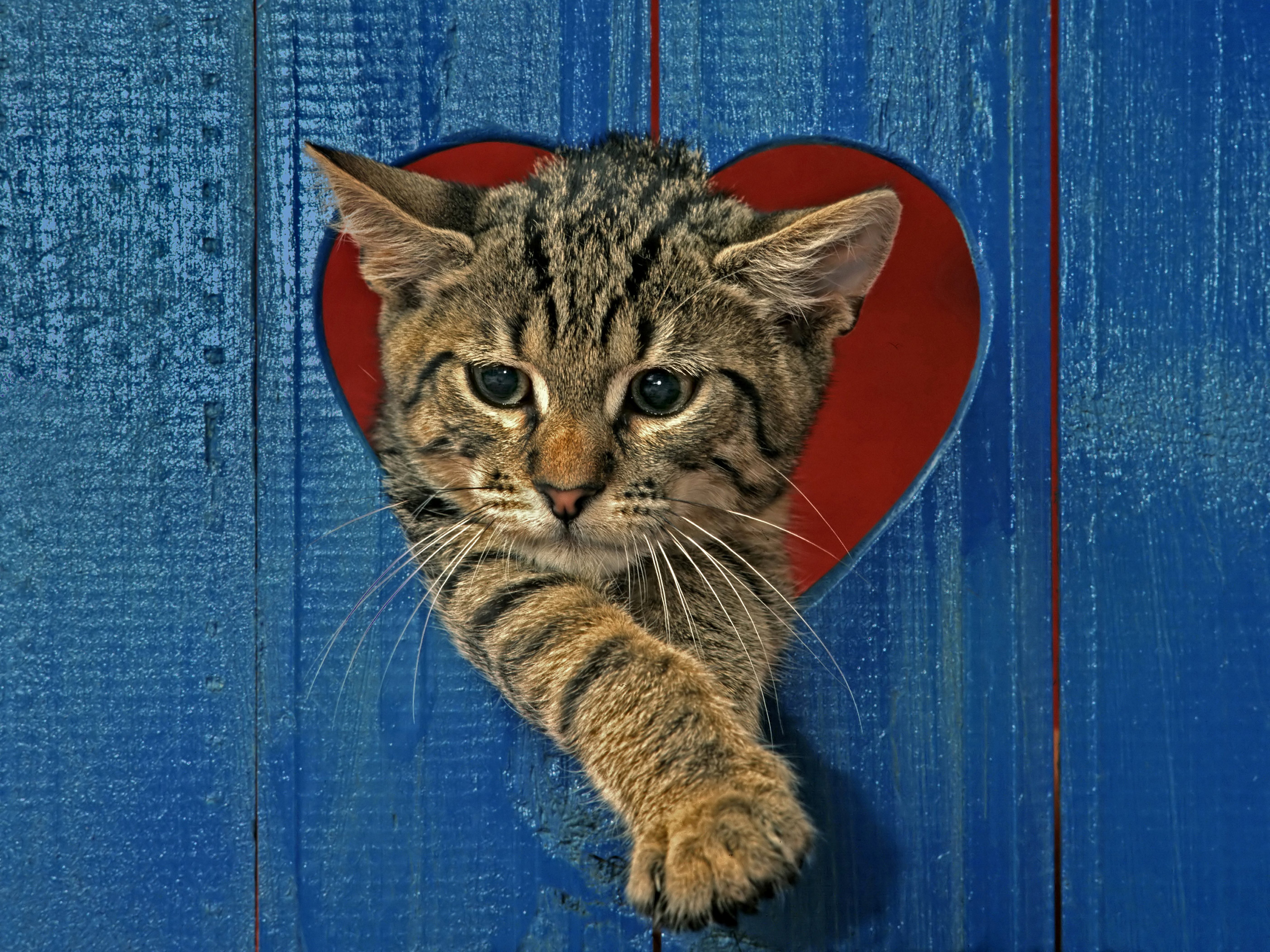 cats, Kittens, Heart, Animals, Wallpapers Wallpaper