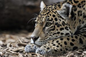 jaguars, Glance, Animals, Wallpapers