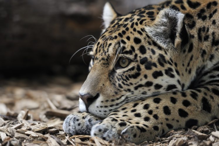 jaguars, Glance, Animals, Wallpapers HD Wallpaper Desktop Background