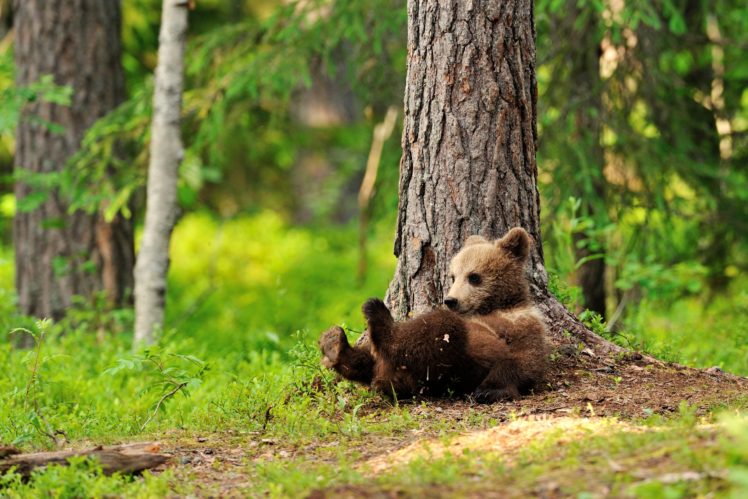bears, Brown, Bears, Cubs, Trunk, Tree, Animals, Wallpapers HD Wallpaper Desktop Background