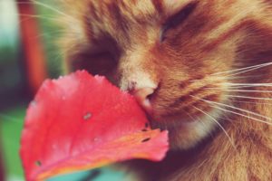 cats, Closeup, Whiskers, Ginger, Color, Animals, Wallpapers