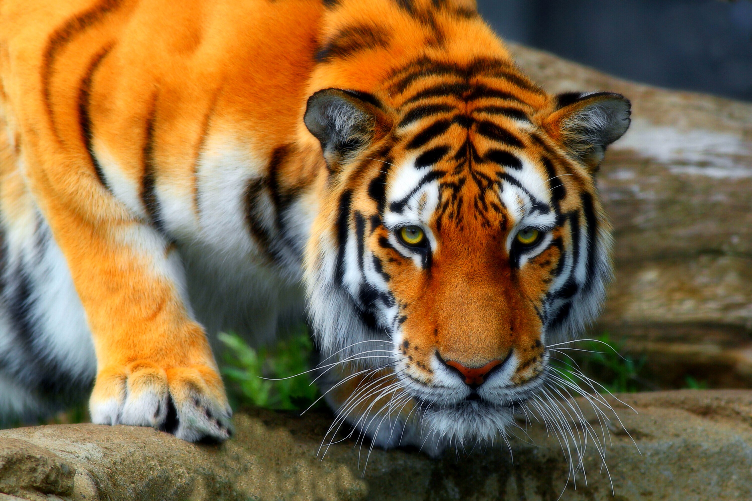 big, Cats, Tigers, Animals, Wallpapers Wallpapers HD / Desktop and