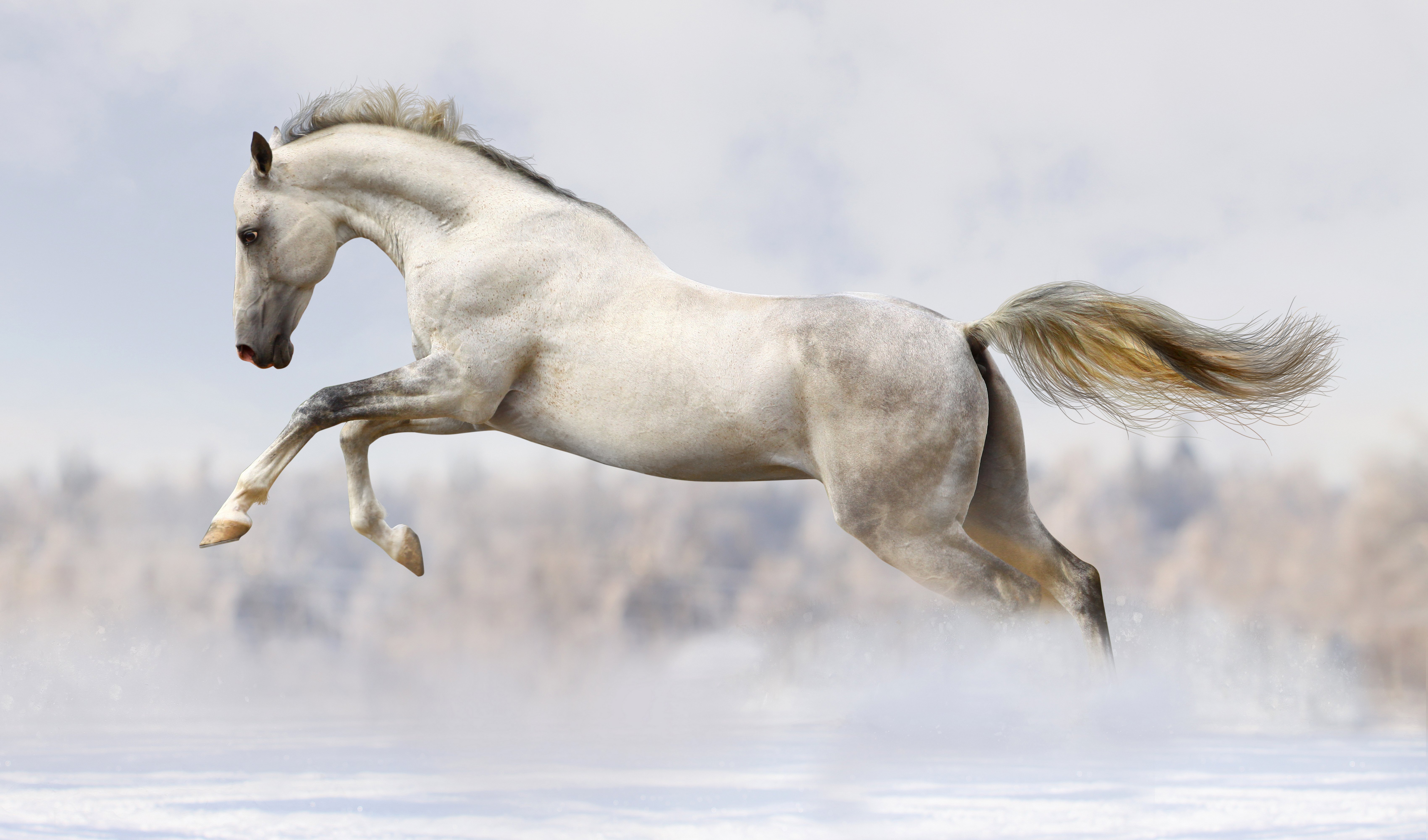 horses, Run, White, Animals, Wallpapers Wallpaper