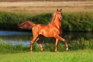 horses, Rivers, Grass, Animals, Wallpapers