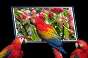 parrots, Birds, Animals, Wallpapers