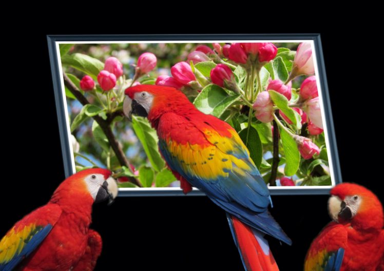 parrots, Birds, Animals, Wallpapers HD Wallpaper Desktop Background