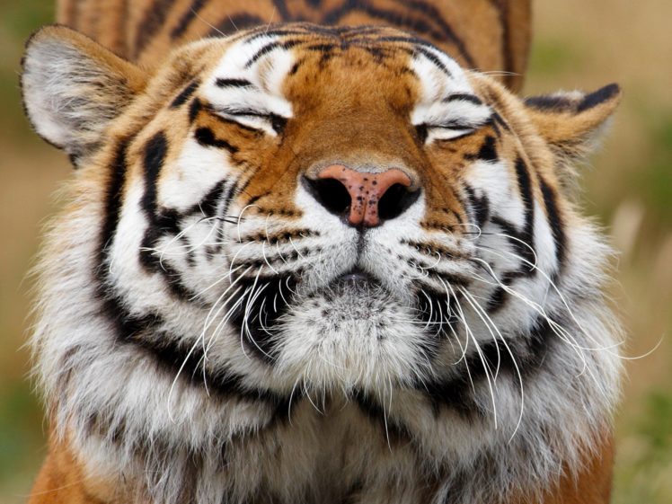 big, Cats, Tigers, Snout, Animals, Wallpapers HD Wallpaper Desktop Background