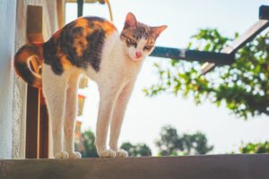 cats, Animals, Wallpapers