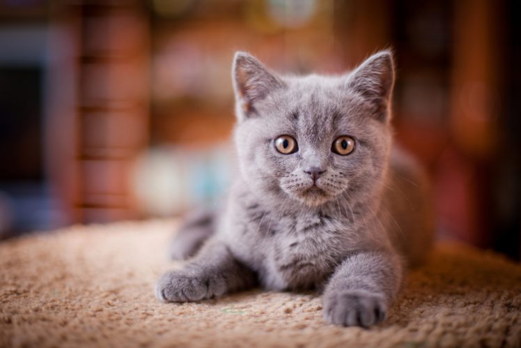 cats, Kittens, Glance, Grey, Animals, Wallpapers HD Wallpaper Desktop Background