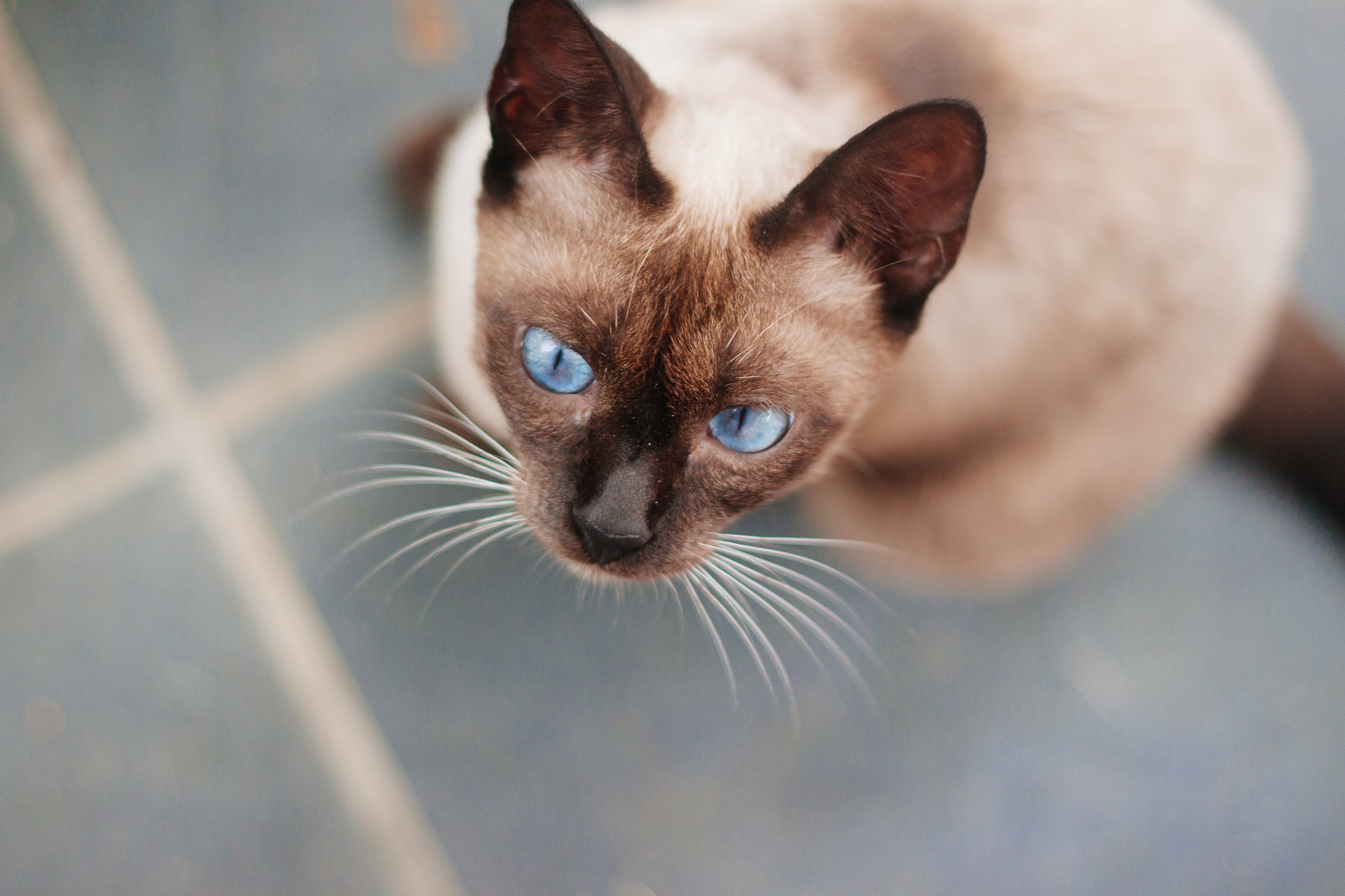 cats, Glance, Animals, Wallpapers Wallpaper