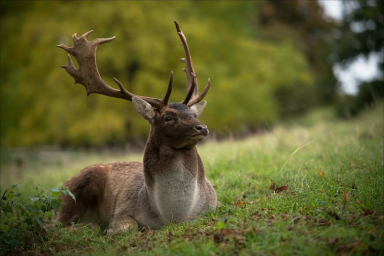 deer, Horns, Grass, Animals, Wallpapers HD Wallpaper Desktop Background