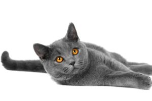 cats, Grey, Animals, Wallpapers