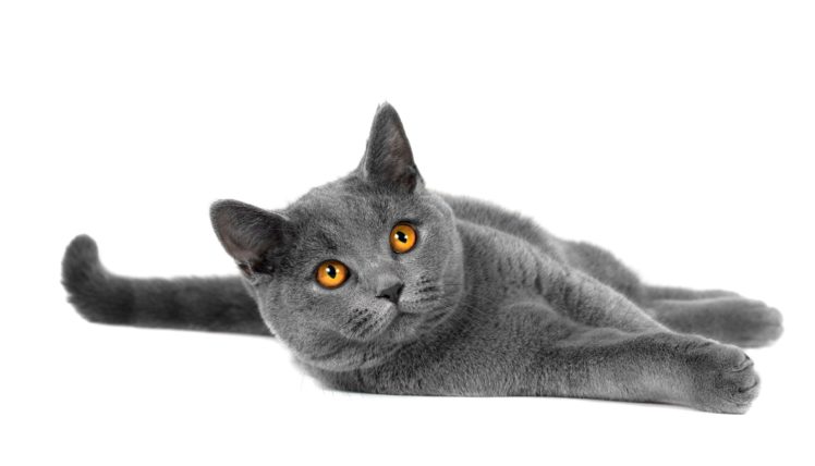 cats, Grey, Animals, Wallpapers HD Wallpaper Desktop Background