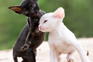 cats, Kittens, Two, Black, White, Cornish, Rex, Animals, Wallpapers
