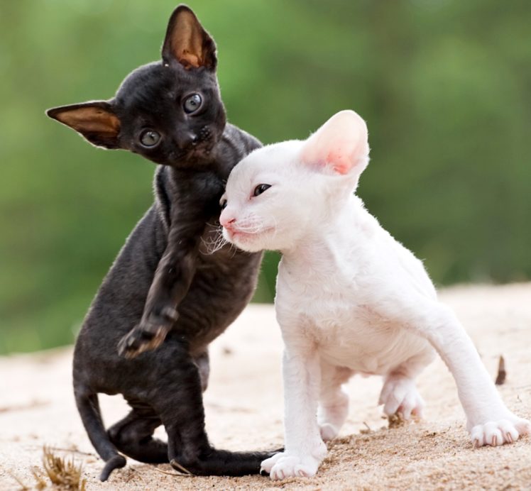 cats, Kittens, Two, Black, White, Cornish, Rex, Animals, Wallpapers HD Wallpaper Desktop Background