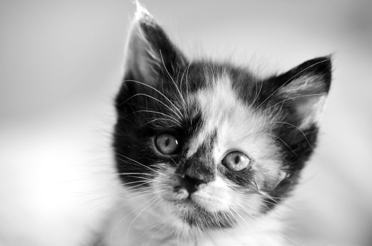 cats, Kittens, Glance, Snout, Head, Animals HD Wallpaper Desktop Background