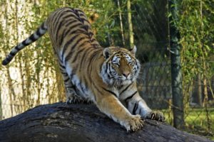 tigers, Animals, Wallpapers