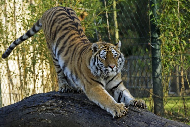 tigers, Animals, Wallpapers HD Wallpaper Desktop Background