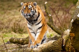 tigers, Animals, Wallpapers
