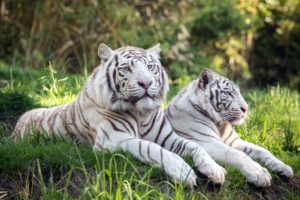 tigers, Two, White, Animals, Wallpapers