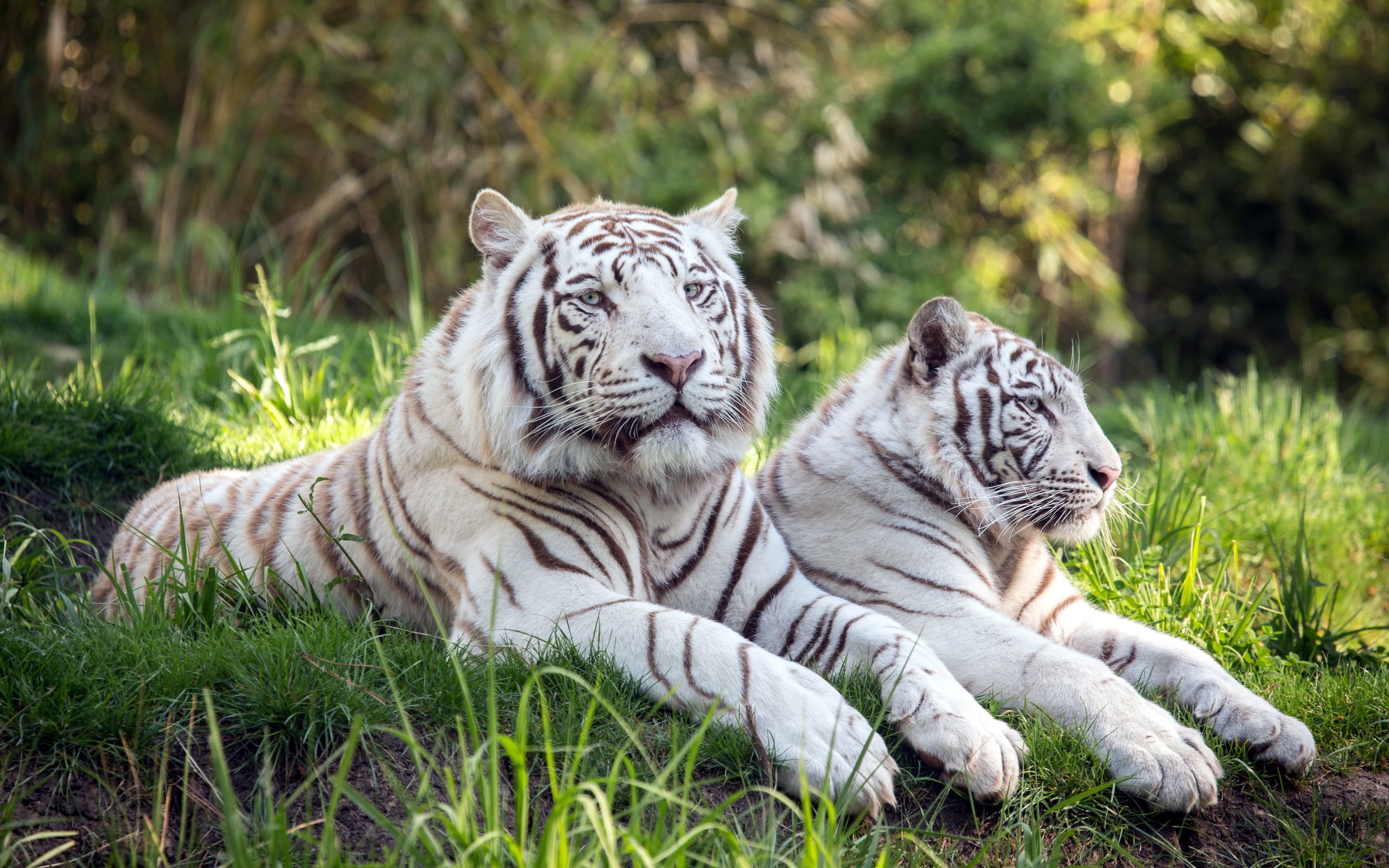 tigers, Two, White, Animals, Wallpapers Wallpaper