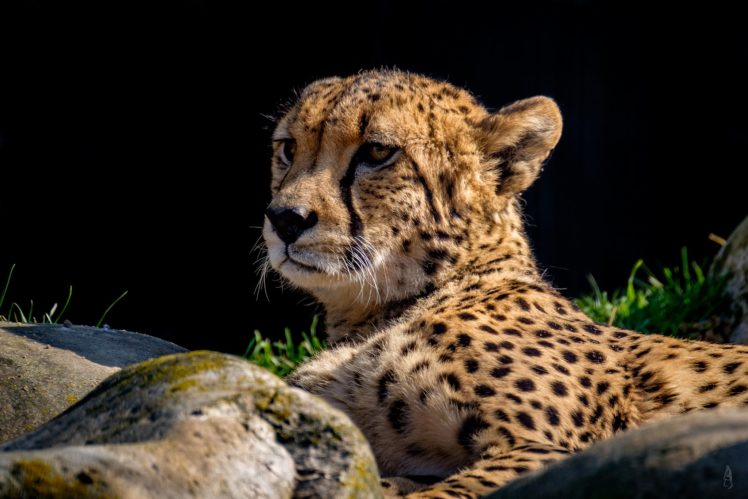 big, Cats, Leopards, Snout, Animals, Cheetah HD Wallpaper Desktop Background