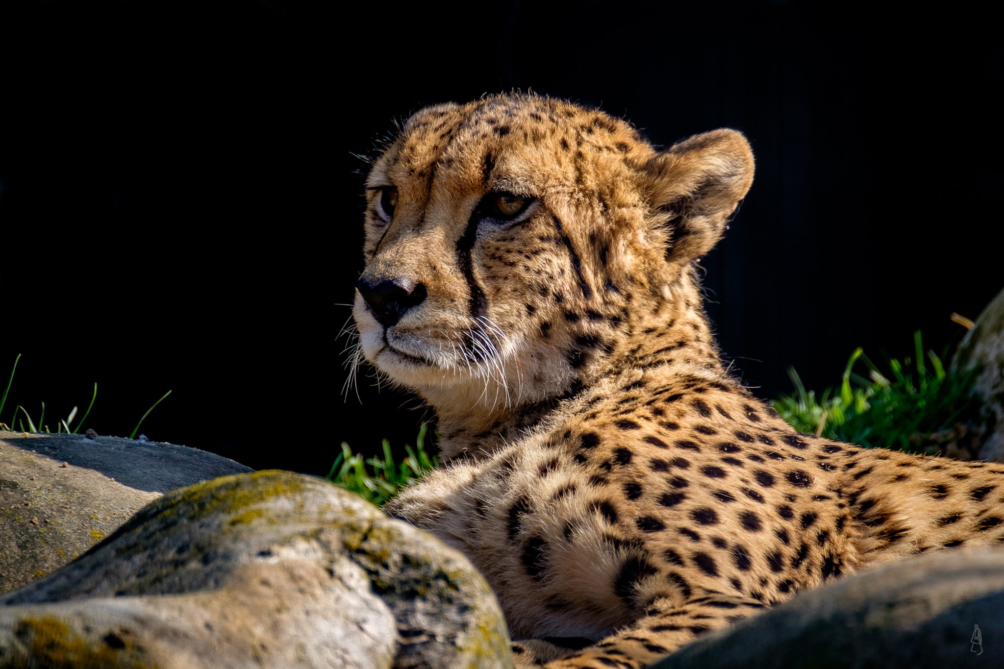 big, Cats, Leopards, Snout, Animals, Cheetah Wallpaper