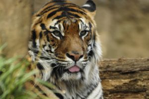 big, Cats, Tigers, Snout, Animals, Wallpapers