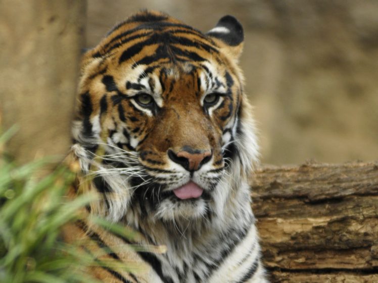 big, Cats, Tigers, Snout, Animals, Wallpapers HD Wallpaper Desktop Background