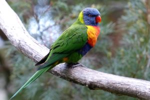 birds, Parrots, Branches, Animals, Wallpapers