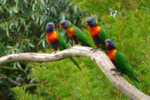 birds, Parrots, Branches, Animals, Wallpapers