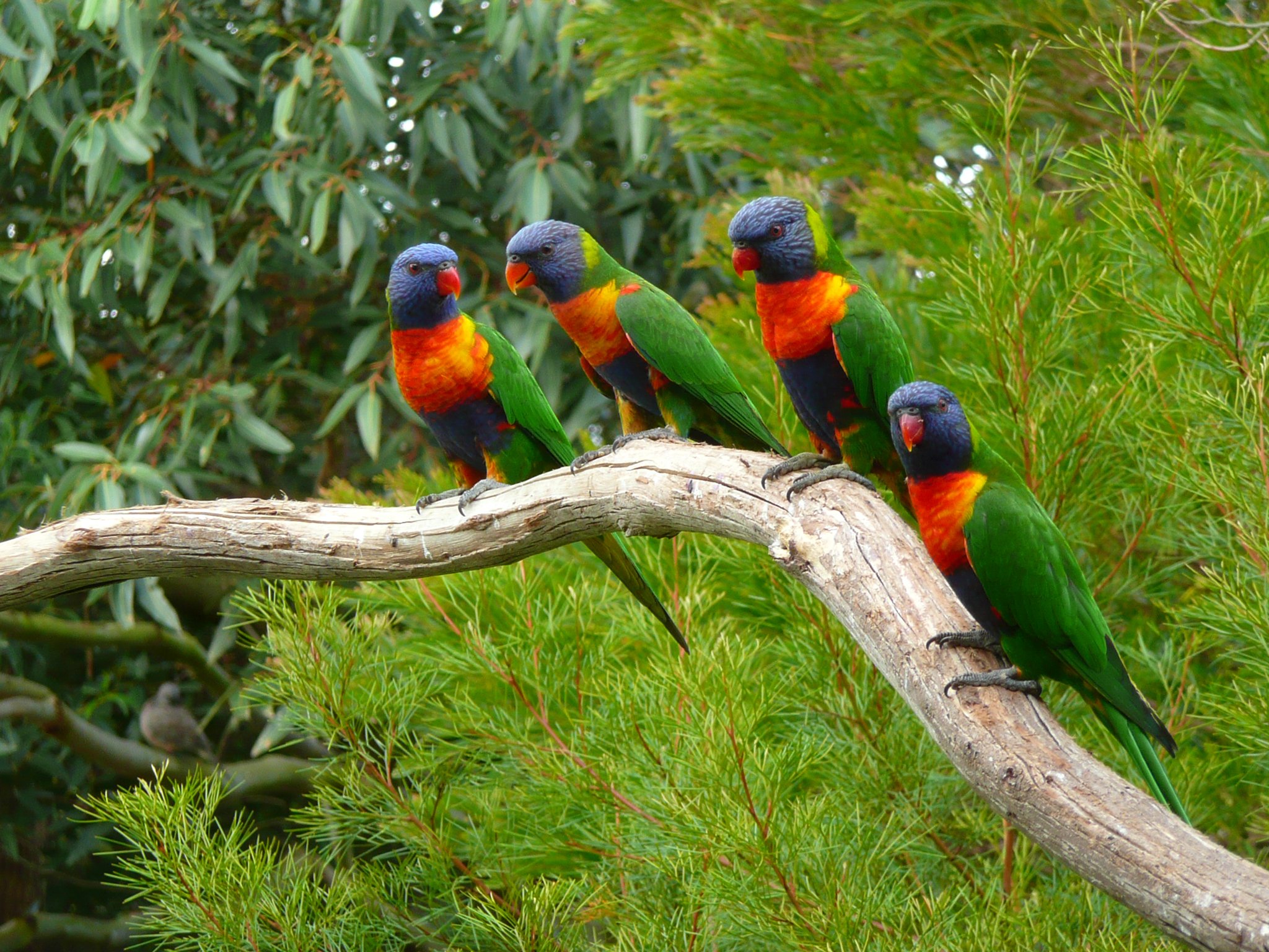 birds, Parrots, Branches, Animals, Wallpapers Wallpaper