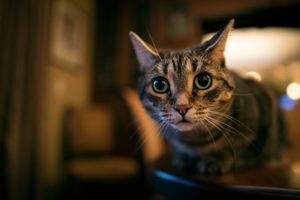 cats, Glance, Animals, Wallpapers