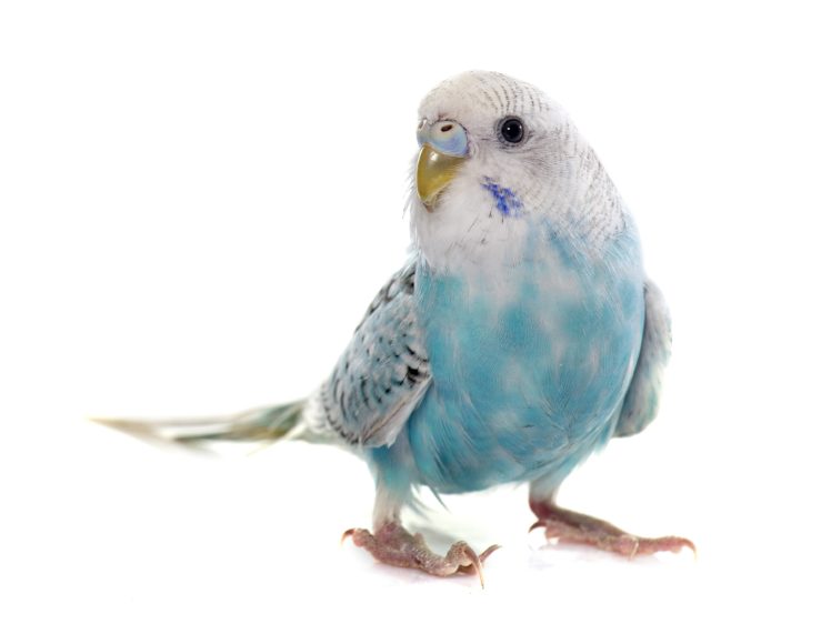 birds, Parrots, Closeup, Animals, Wallpapers HD Wallpaper Desktop Background