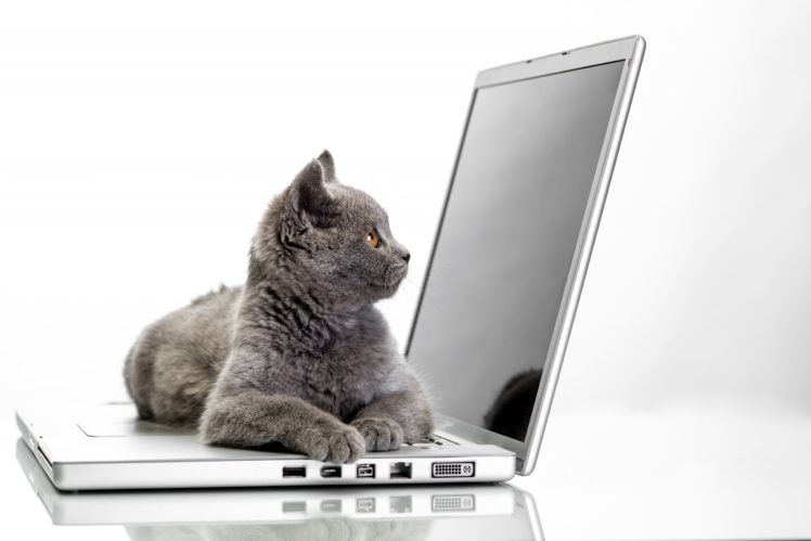 cats, Grey, Laptops, Animals, Wallpapers HD Wallpaper Desktop Background
