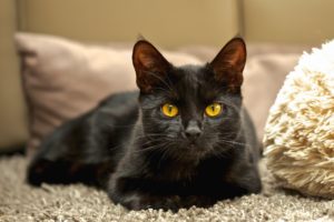 cats, Black, Glance, Animals, Wallpapers