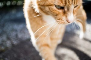 cats, Whiskers, Ginger, Color, Animals, Wallpapers