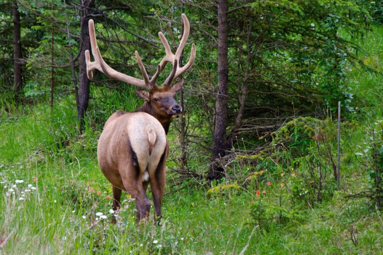 forests, Deer, Horns, Animals, Wallpapers HD Wallpaper Desktop Background