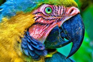 parrots, Birds, Closeup, Beak, Animals, Wallpapers