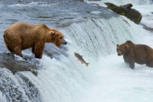 bears, Brown, Bears, Waterfalls, Fish, Animals, Wallpapers