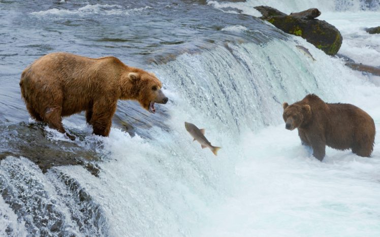 bears, Brown, Bears, Waterfalls, Fish, Animals, Wallpapers HD Wallpaper Desktop Background
