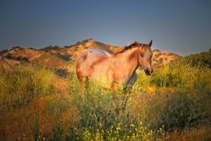 horses, Grass, Animals, Wallpapers