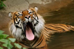 big, Cats, Tigers, Snout, Animals, Wallpapers
