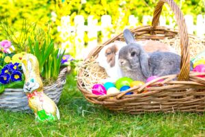 holidays, Easter, Rabbits, Primula, Wicker, Basket, Eggs, Animals, Wallpapers
