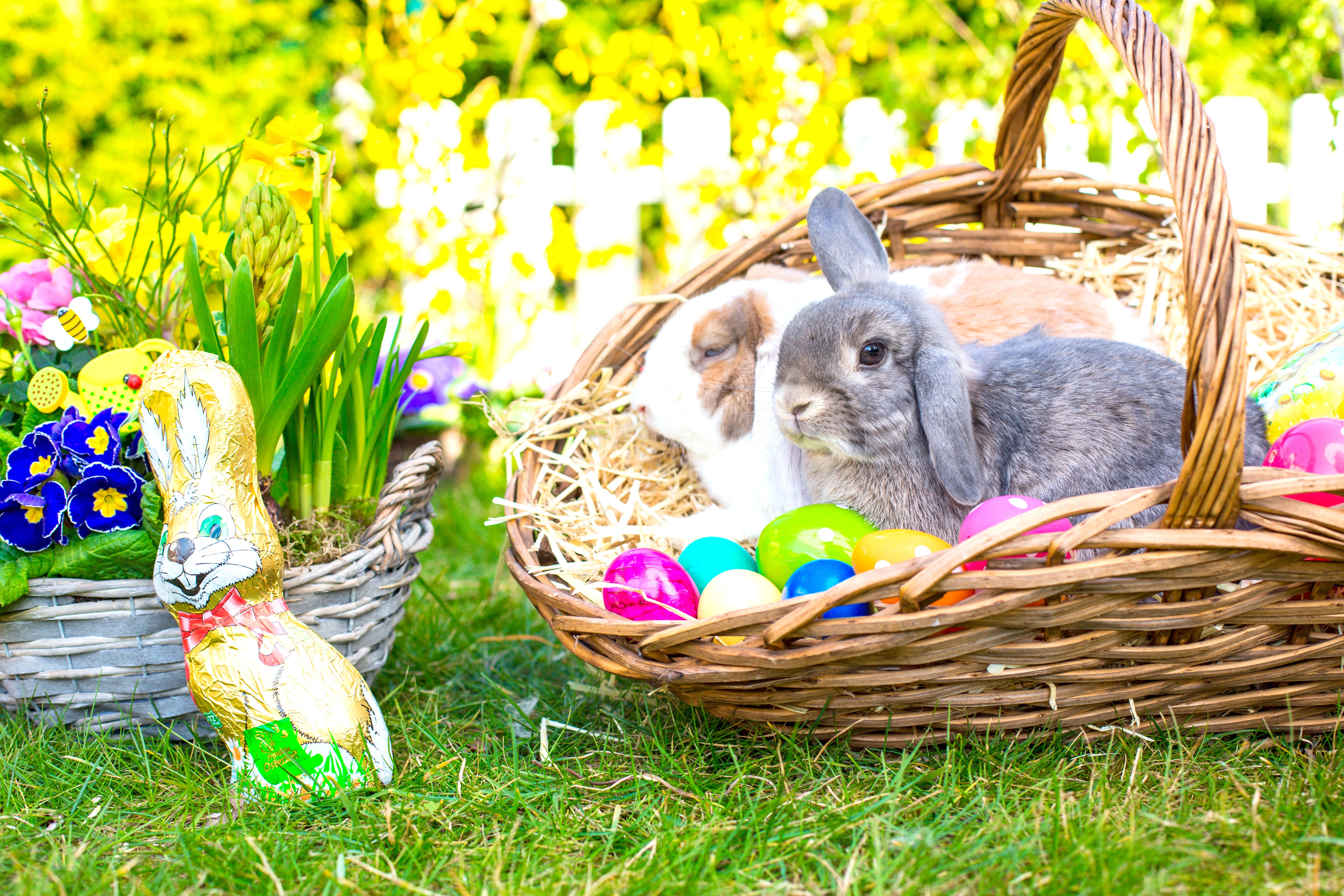 holidays, Easter, Rabbits, Primula, Wicker, Basket, Eggs, Animals, Wallpapers Wallpaper