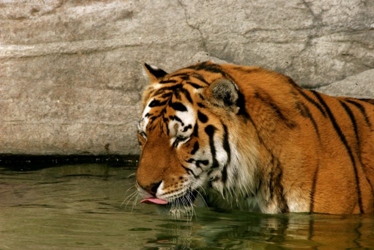 big, Cats, Tigers, Water, Animals, Wallpapers HD Wallpaper Desktop Background