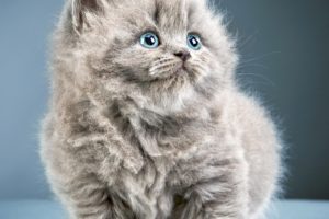 cats, Kittens, Glance, Grey, Fluffy, Animals, Wallpapers