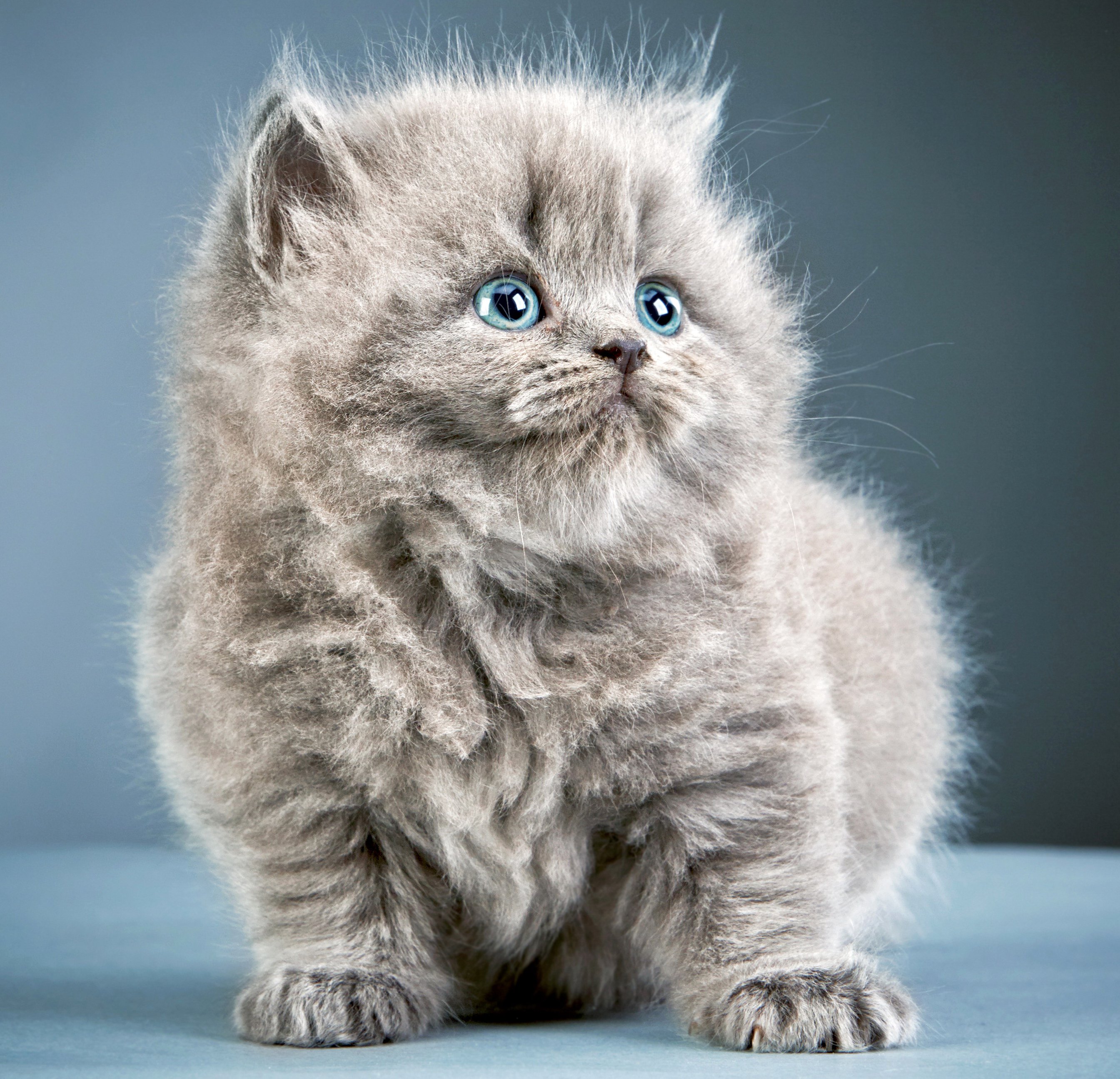 cats, Kittens, Glance, Grey, Fluffy, Animals, Wallpapers Wallpaper